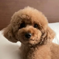 shk