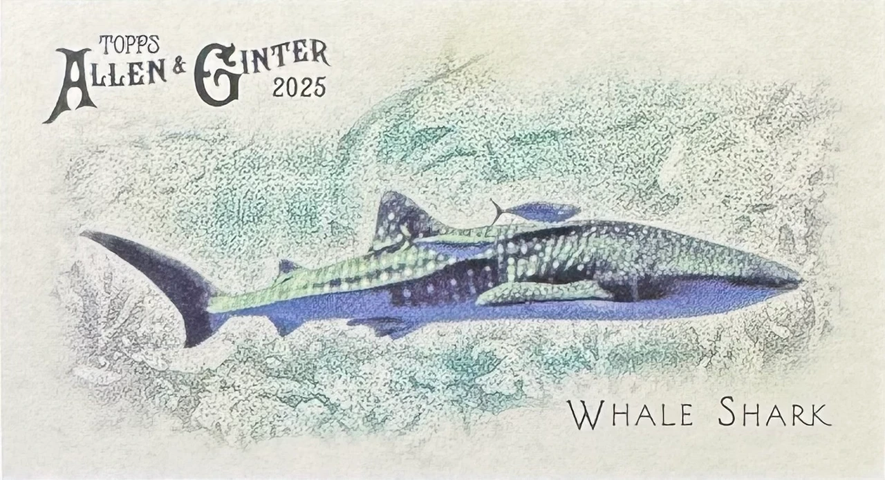 2025 Allen & Ginter Baseball_#FGW-37_50 Fish From Global Waters - Whale Shark